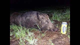 Huge lone boar gets assassinated