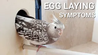 Cockatiel Egg Laying Symptoms 🐣🦜🐣