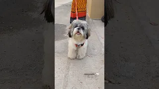 Shih Tzu Puppy Barking🐶🐶#shorts #shihtzu #puppy #dog