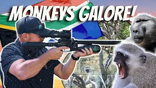 MONKEY MAYHEM IN SOUTH AFRICA #airgun #airguns