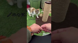 【切り抜き】うみ の爪とぎ 買ってみた。#愛猫 #元保護猫 #猫 #子猫 #猫グッズ