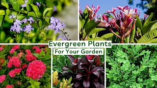 Top 10 Best Plants For Landscaping | Most Commonly Used Landscaping Plants In India