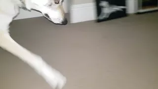 Tala the Czechoslovakian Vlcak Wolfdog plays with a cat toy - laser light!