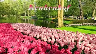 Keukenhof 2018 -  The most beautiful flower park in the world