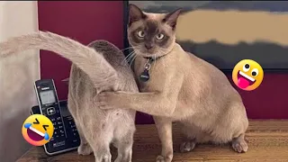 Funniest Animals 2023 Funniest Cats and Dogs Part 2 | Open Funny Animals