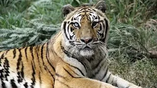 International Tiger Day: Help Tigers In The Wild