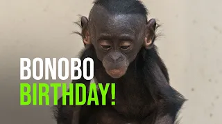 Sam The Baby Bonobo at Zoo Berlin Is One Year Old