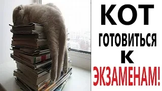 Лютые приколы. КОТ ГОТОВИТСЯ К ЭКЗАМЕНАМ! СМЕШНЫЕ КОТЫ! - РЖАКА ДО СЛЁЗ! - Domi Show