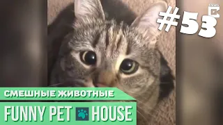 СМЕШНЫЕ ЖИВОТНЫЕ И ПИТОМЦЫ #53 АПРЕЛЬ 2019 [Funny Pet House] Смешные животные