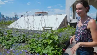 Urban Farming: Growing Food in NYC