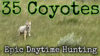 35 Coyotes Down Suppressed AR-15 (Epic Filmed Daytime Footage)