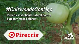 Insecticida natural contra pulgón y mosca blanca | Pirecris