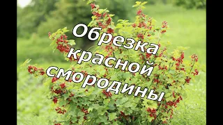 Обрезка красной смородины