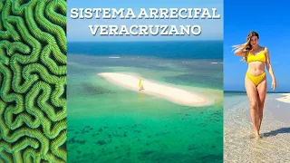 Under the Sea of ​​Veracruz: Mysteries and Wonders of the Reef System