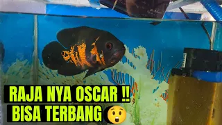 KASI MAKAN RAJA  IKAN OSCAR JUMBO 😲.  Bisa terbang ikan nya #part2 #ikanhias #ikanoscar