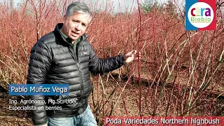 Poda de producción en variedades de arándanos "Northern highbush"