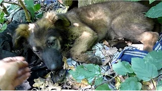 Terrified German Shepherd Puppy Abandoned In The Woods Gets Rescued Just In Time