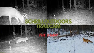 THE DUMP!  TRAIL CAM VIDEO DUTCHESS NY #wildlife #trailcam #newyork