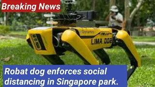 Coronavirus. Robat dog enforces social distancing in Singapore park.