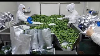 Okra vacuum frying machine