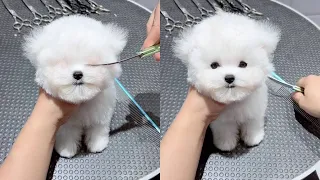 Who would refuse such a cute baby~ This face value is really cute!  Bichon Bichon, Healing