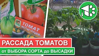 Выращивание рассады помидоров: от выбора сорта до посадки томатов в грунт