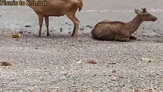 KOMODO DRAGON EAT DEER IN THE BEACH OF KOMODO ISLAND