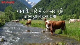 गायों के बारे में सबसे आम तौर पर पूछे जाने वाले प्रश्न: गायों के बारे में रोचक तथ्य