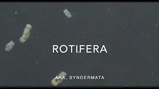 Rotifera