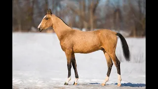 Akhal Teke Centre Stallions