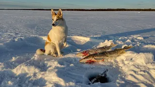 Haukikoukut pyyntiin!