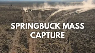 Capturing 200 White Springbuck - De Aar, Northern Cape