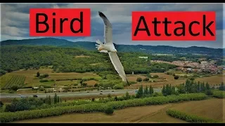 Нападение птицы на дрон. Bird attack on the drone