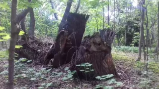 ДоброЛюбовка Поселение Родовых Поместий