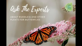 Unveiling the Beauty of Buddleia: Ask The Experts ALL You Need To Know!