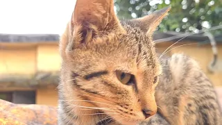 cute kittens watch and enjoy,cat lover show love Kawaī o saiyō shimashita,#cats #kitten #catlife