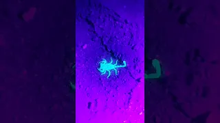 Did you know Scorpions Glow under Ultraviolet Light?