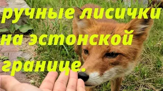 Ручные лисы не боятся людей и кушают почти с рук :). Two young foxes eat almost from our hands :)