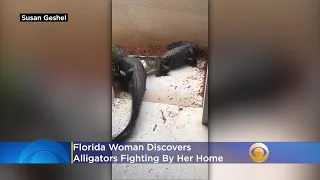 Florida Woman Discovers Alligators Fighting By Her Home