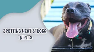 Spotting Heat Stroke in Pets