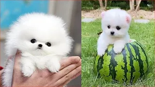 Tik Tok Chó Phốc Sóc Mini 😍 Funny and Cute Pomeranian #310