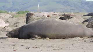 Raw footage: Elephant seals' behaviors at the beginning of January (filed in 2022)