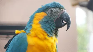 Loro Parque Parrot show (2022)