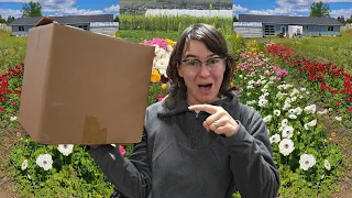 Most Exciting Order of the Year!  Ranunculus Anemone Peony Unicorn Blooms Unboxing