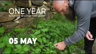 One Year in the Life of a Part Time Hermit - May - Of birdsong, bees and dragonflies