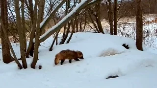 Дикая природа Эстонии Енотовидные собаки зимуют в норе барсука Raccoon dogs in badger's hole