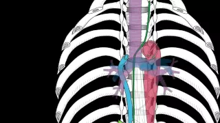 Posterior and Superior Mediastinum