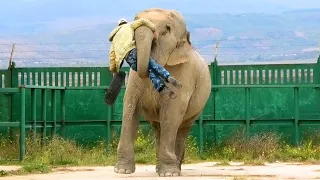 Виктор играет со СЛОНИХОЙ в ФУТБОЛ! А она играет ВИКТОРОМ 😁 Keeper plays football with the elephant!