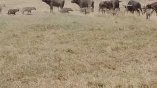Cape buffalo protecting young from hyena