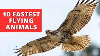Top 10 Fastest Flying Animal In The World